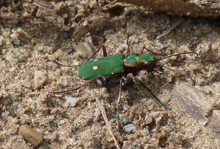 Cicindela campestris ai Piani di Praglia